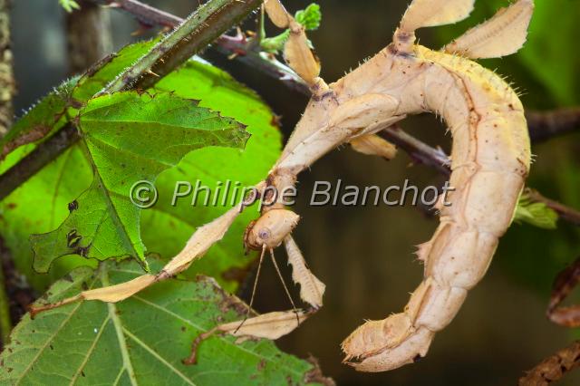 extatosoma tiaratum 2.JPG - Extatosoma tiaratum (Macleay, 1827)Phasmatodea, PhasmatidaeElevage, Palais de la Découverte, Paris